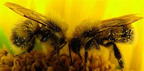 Купить пчел в пчелопитомнике - официальный сайт