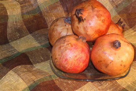 varieties   pomegranate tree