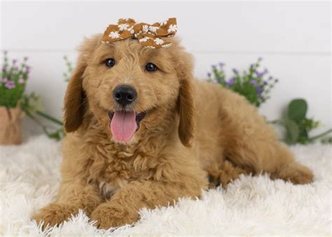 Medium Goldendoodles — Family Bred Puppies
