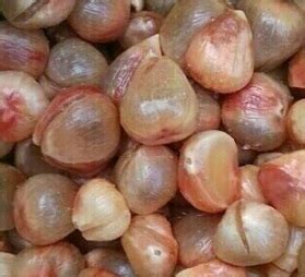 Buah kelubi