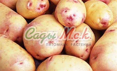 Картофель семенной Пикассо - купить по низкой цене с доставкой
