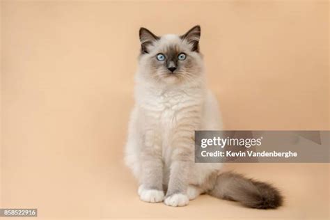 3.335 Belgian Cat Stock Photos, High-Res Pictures, and Images - Getty ...
