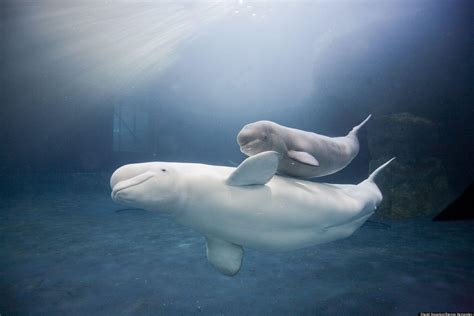 Beluga Whale Wallpapers - Wallpaper Cave