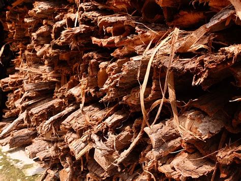 bark sunshine  photo  pixabay pixabay