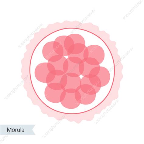 Morula, illustration - Stock Image - F035/4874 - Science Photo Library
