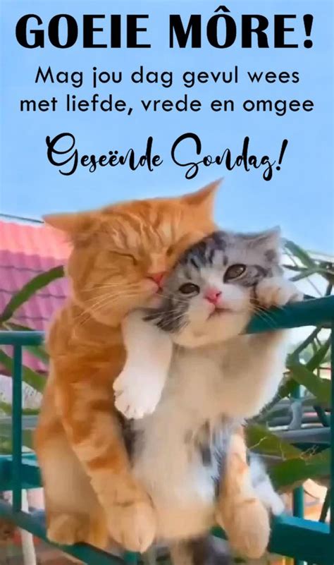 goeie  goeie  cute animal pictures good night