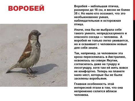Птицы нашего края - презентация онлайн