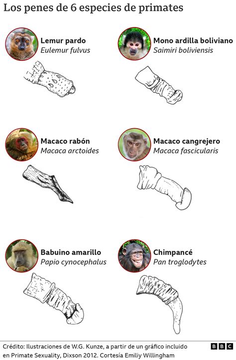 “Debe ser un órgano de intimidad, no de intimidación”: la bióloga que