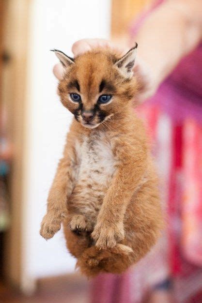 These caracal kittens will captivate your heart with one glance – Artofit