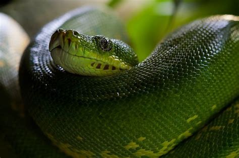 What Predators Eat Pythons? - Joy of Animals