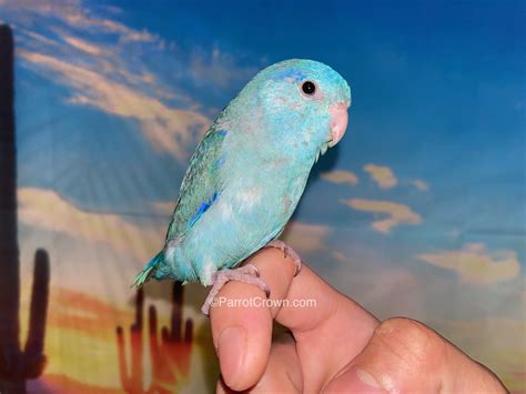 blue pacific parrotlet       parrotlets