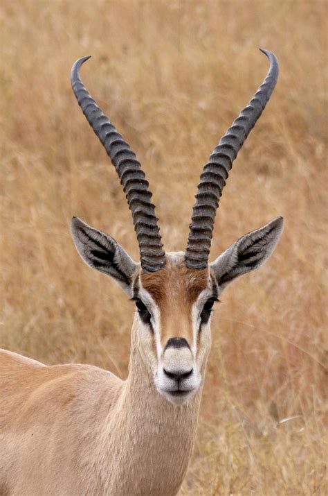 Antelope in African Culture - Symbol of Knowledge and Grace