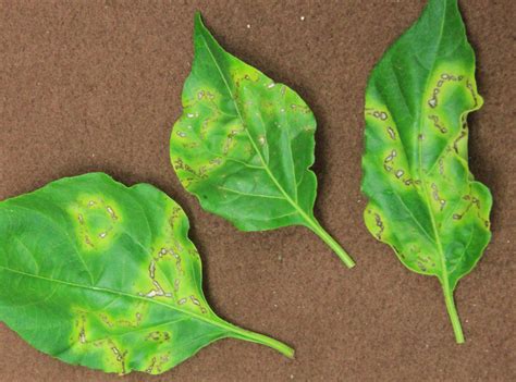 Cucumber Mosaic Virus of Pepper | Scouting Guides for Problems of