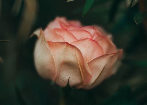 5 Steps for creative and beautiful flower photography