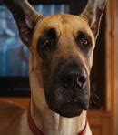 Marmaduke Voice - Marmaduke (Movie) - Behind The Voice Actors
