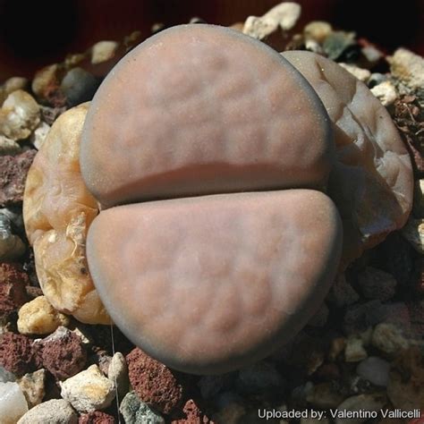 Lithops KARASMONTANA OPALINA — Литопс Карасмонтана Опалина, 3 семени ...