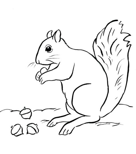 Baby Squirrel Coloring Pages at GetColorings.com | Free printable ...