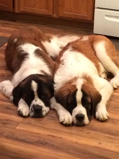 8 St bernard dogs ideas | dogs, st bernard dogs, bernard dog