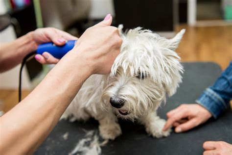 Dog West Highland White Terrier Grooming Stock Image - Image of head ...