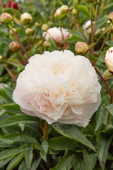 Mother's Choise - Heemskerk Perennials