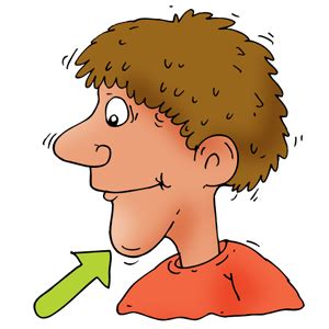 Chin clipart, Chin Transparent FREE for download on WebStockReview 2025