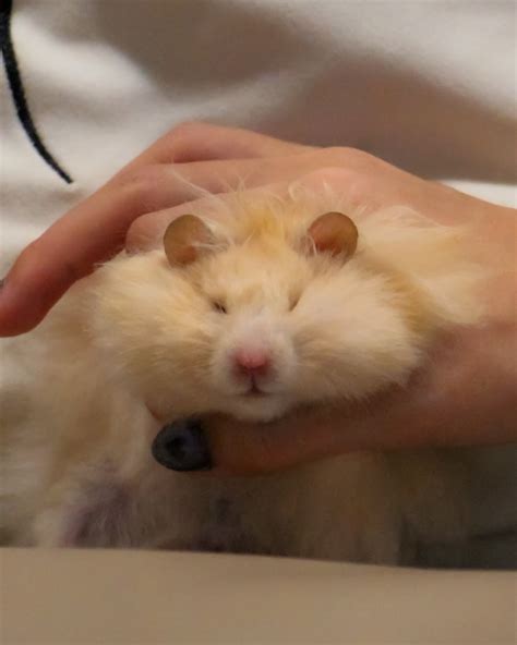 Mumu Hamster 🍭🍫 (@mumuu.hamster) • Instagram photos and videos