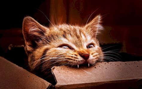 Картинки и фотки CoJo.ru on Twitter: "Котики веселые (62 фото) https ...