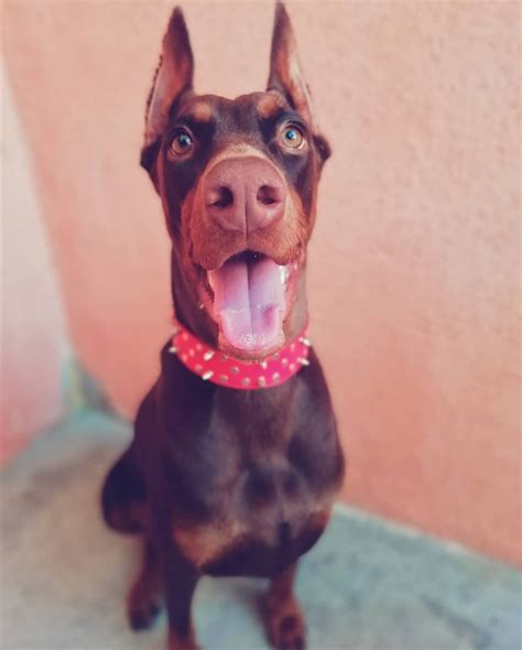 El Doberman - Revista Petmi para amantes de mascotas