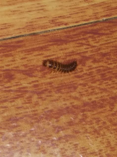 Household Bugs Identification