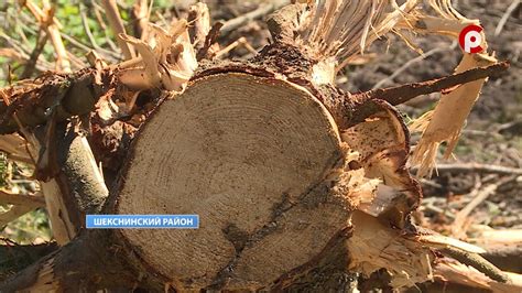 Краснокнижные растения в Шекснинском районе оказались на грани ...
