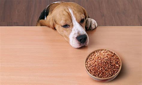 Can Dogs Eat Quinoa? A Comprehensive Guide - Hunter Games Magazine
