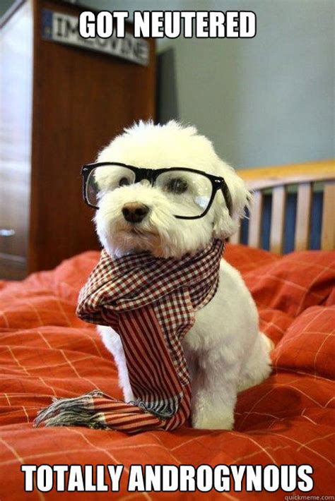 Got neutered totally androgynous Caption 3 goes here - Hipster Dog ...