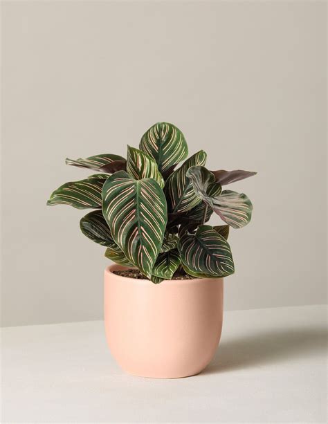 houseplants that are safe for pets 6