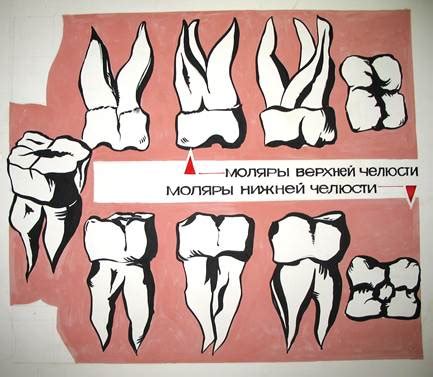 ВИДЫ СЛЕДОВ ЗУБОВ. СТРОЕНИЕ ЗУБНОГО АППАРАТА ЧЕЛОВЕКА ...