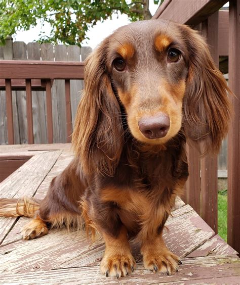 Long Haired Dachshund Chocolate