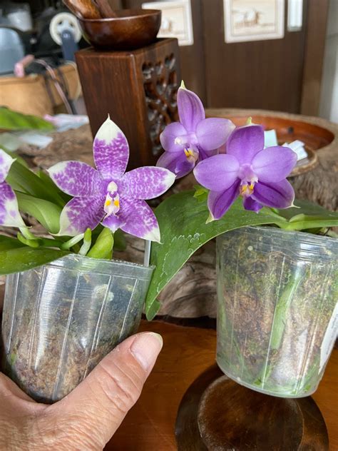 Phal. Mainshow Blue Elf blue large spots x Mainshow Sapphire all blue ...