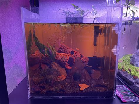 Does anyone here appreciate a nice rack? : r/PlantedTank