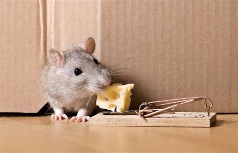 effective mouse traps      home