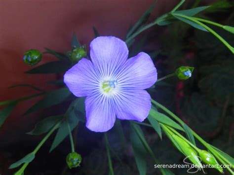 Shiny flower by SerenaDream on DeviantArt