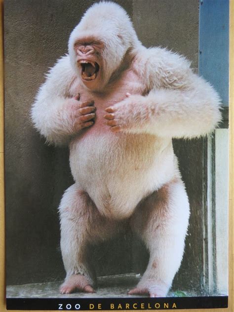 Albino gorilla - commserre