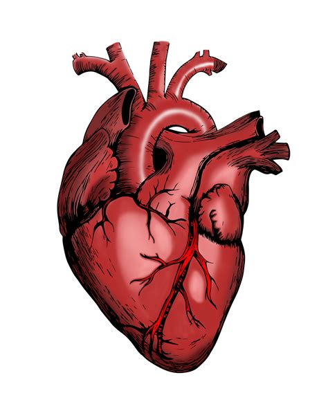 How to Survive: What Happens When Your Heart Stops