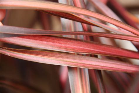 Phormium 'Evening Glow' – Maryflower