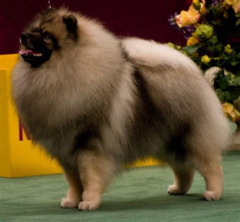 Keeshond – Artofit