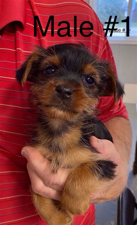 Yorkie Chihuahua Mix Puppies (males) | Dogs & Puppies for Rehoming | Owen Sound | Kijiji