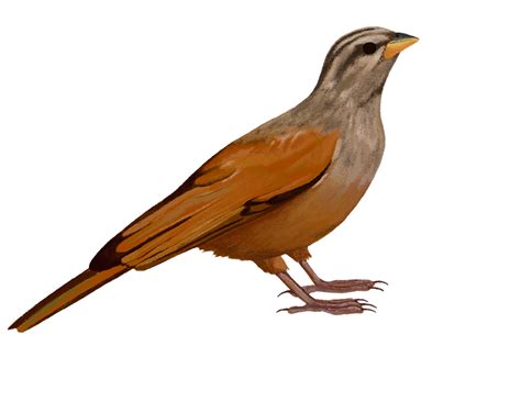 Cuckoo Bird PNG Transparent Images