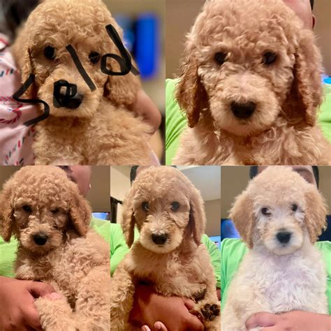 RGV DOODLES AND POODLES! | F1BB standard Goldendoodles | Facebook