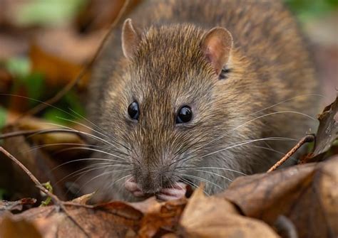 uk brown rat  black rat differences diamond pest control london