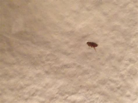 Fleas Bed Bugs Treatment
