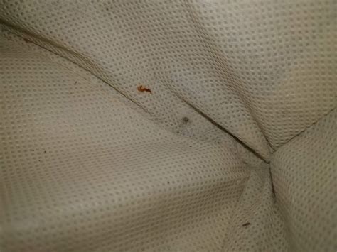 Is this bed bug feces+blood? This was in our laundry basket. No signs
