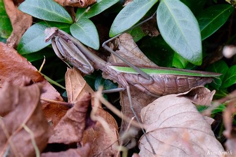 how to tell the difference between a Chinese Mantis and Carolina Mantis